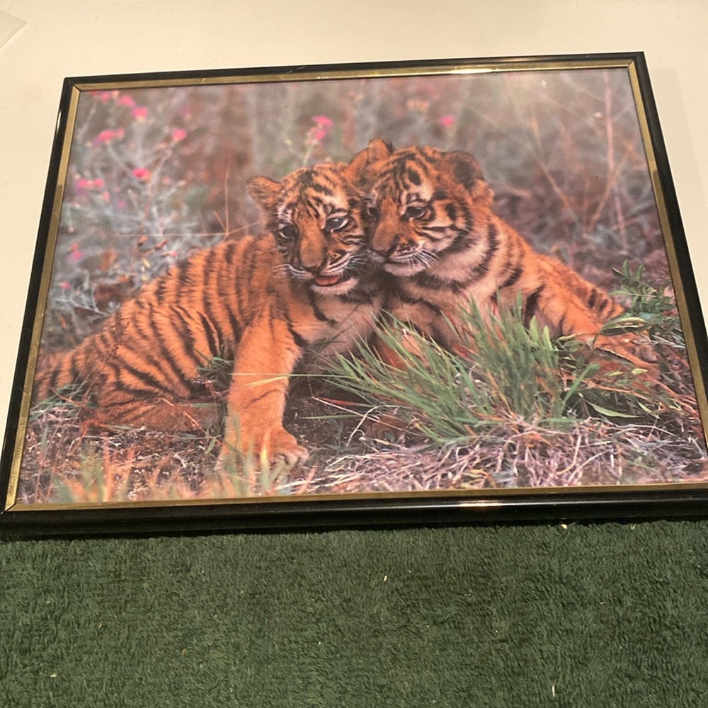 NWOT Two Tiger Cubs Cuddling, Framed Photo